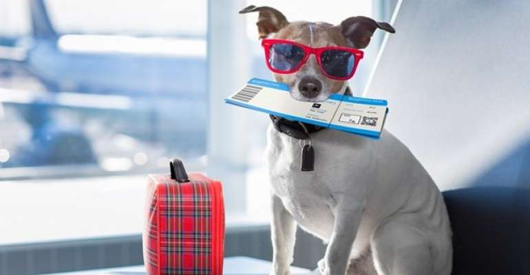 Conheça essas 6 dicas para transportar pets em avião