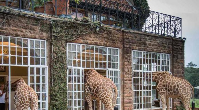 hotel com girafas