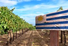 rota do vinho no Uruguai
