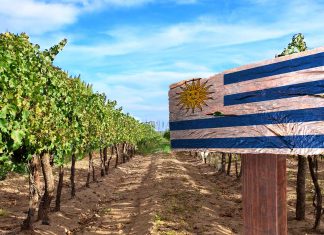 rota do vinho no Uruguai